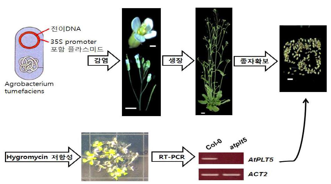 식물면역관련 우량인자의 특정 아미노산잔기가 돌연변이화된 유전자의 과발현 식물확보.