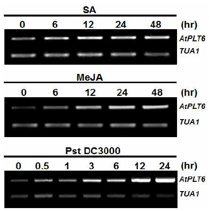 AtPLT6의 발현분석.