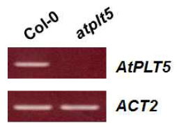 atplt5-1 돌연변이 확인.