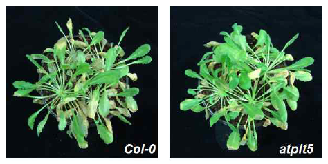 atplt5 식물의 식물병원균처리에 대한 반응.