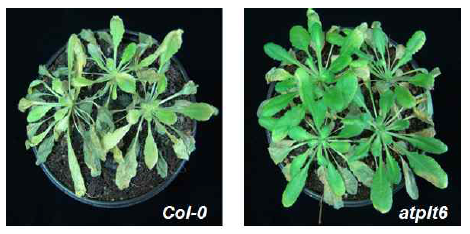 atplt6 식물의 식물병원균처리에 대한 반응.