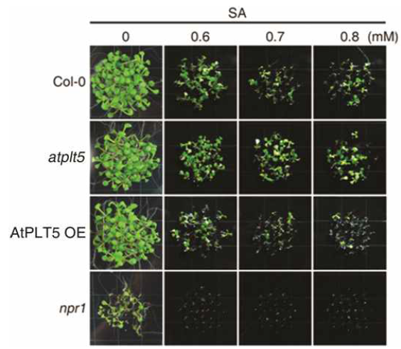 야생형(Col-0)과 AtPLT5 유전자의 돌연변이 식물(atplt5), 과발현형질전환 식물 (AtPLT5 OE) 및 npr1 식물의 생육에 대한 SA의 영향.