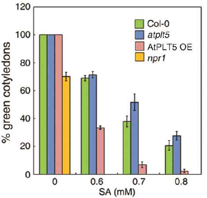 야생형(Col-0)과 AtPLT5 유전자의 돌연변이 식물(atplt5), 과발현형질전환 식물 (AtPLT5 OE) 및 npr1 식물의 발아율에 대한 SA의 영향.