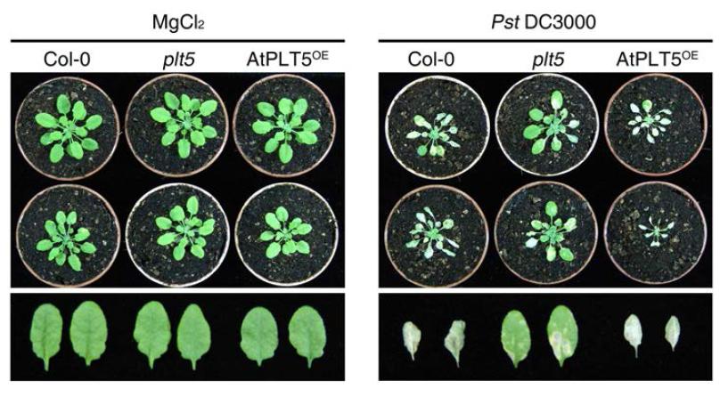 야생형(Col-0)과 atplt5 돌연변이 식물 및 AtPLT5 OE 과발현형질전환 식물의 병저항성 표현형.