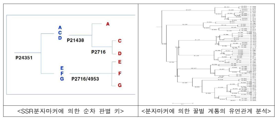 초위성체 마커에 의한 계통 판별 및 계통간 유연관계