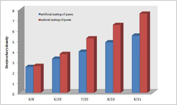 인공수정과 자연교미 여왕벌의 벌 밀집도