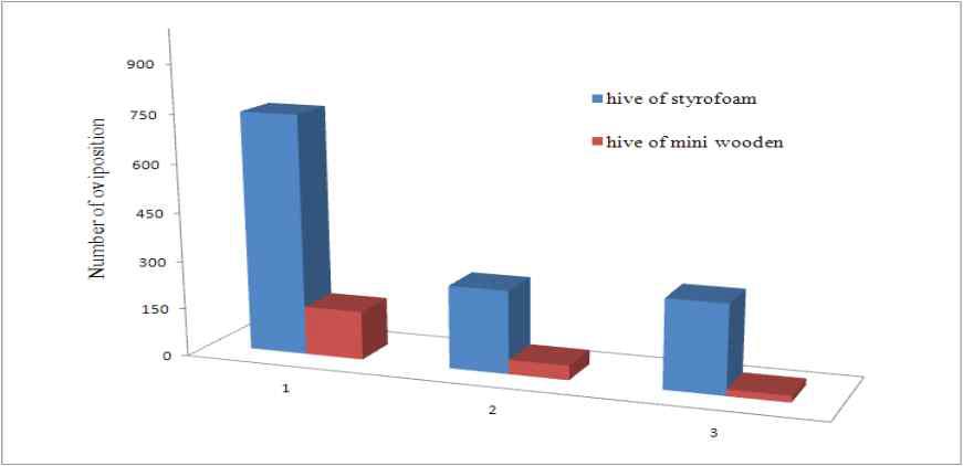 스티로폼 벌통과 미니나무 벌통의 여왕벌 유효산란 수 비교