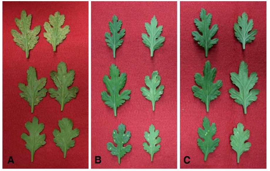 Symptoms of white rust by humidity control program in standard chrysanthemum ‘Baekma’.