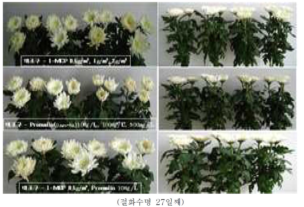 전처리제 처리가 절화 국화 ‘백설’의 선도유지에 미치는 영향