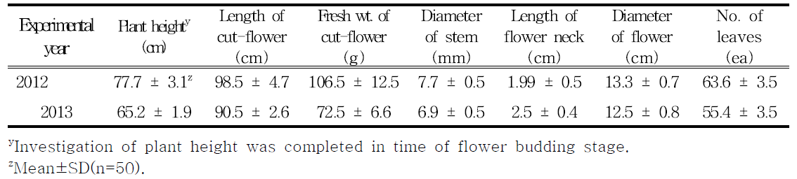 Plant height and growth characteristics of cut-flower under high temperature condition of vinyl house on 2012 and 2013.