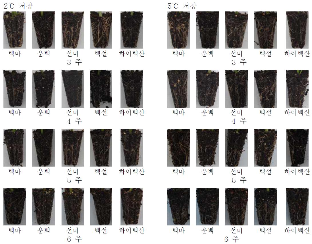 저온저장 온도별, 기간별 삽수 발근 양상.