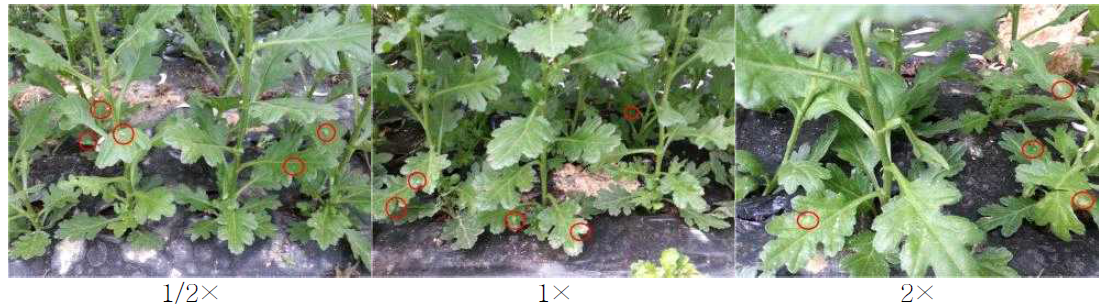 Incidence of white rust by fertilization level at 30days after planting in standard chrysanthemum ‘Baekma’. Circles indicate the white rust lesions.