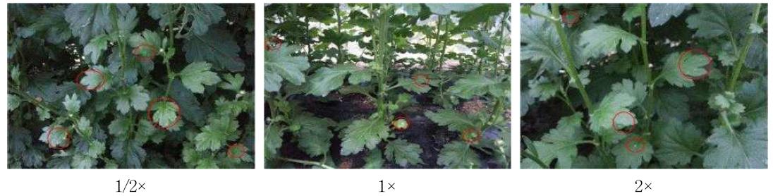 Incidence of white rust by fertilization level at 110days after planting in spray chrysanthemum ‘Orange ND’. Circles indicate the white rust lesions.