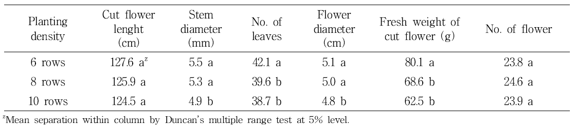 Cut flower growth by Planting density in spray chrysanthemum ‘Orange ND’.