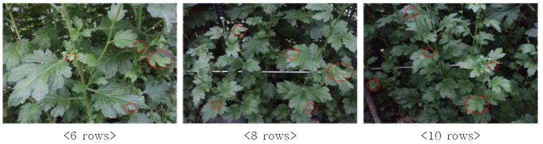 Incidence of white rust by planting density at 30 days after planting in spray chrysanthemum ‘Orange ND’. Circles indicate the white rust lesions.