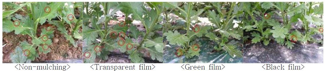 Incidence of white rust by mulching materials at 30 days after planting in standard chrysanthemum ‘Baekma’. Circles indicate the white rust lesions.