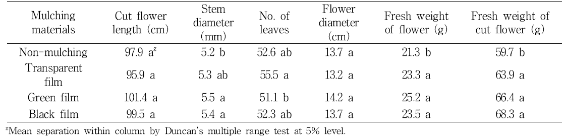 Cut flower growth by mulching materials in standard chrysanthemum ‘Baekma’.