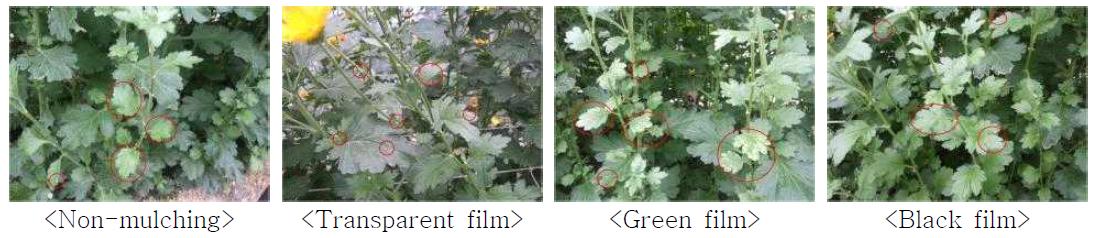 Incidence of white rust by mulching materials at 110 days after planting in standard chrysanthemum