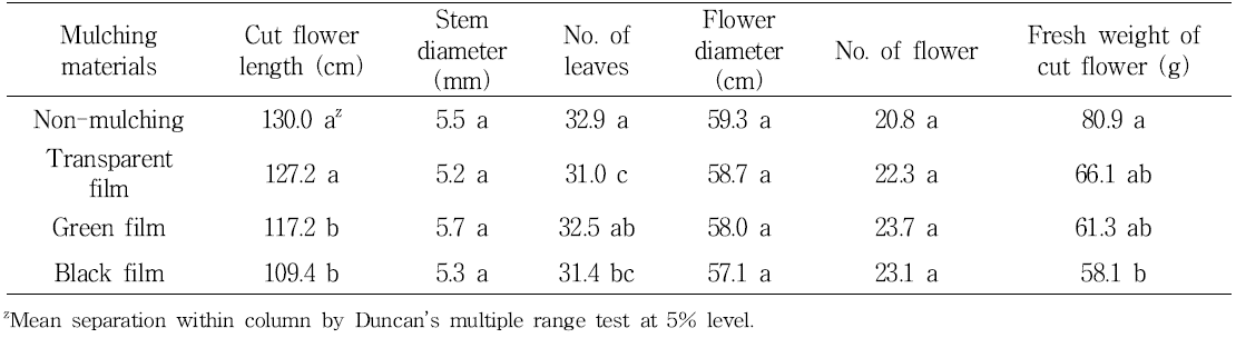 Cut flower growth by mulching materials in spray chrysanthemum ‘Lemon ND’.