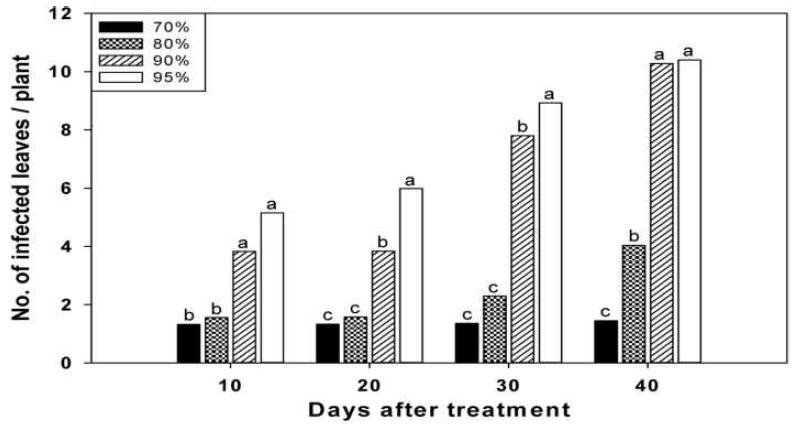 Number of leaves infected by white rust in different relative humidity conditions (70, 80, 90, and 95%) in the greenhouse growing standard chrysanthemum ‘Baekma’.