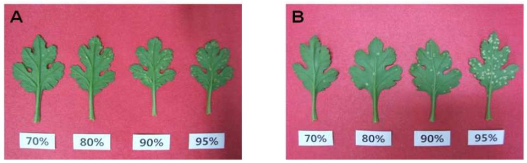 Lesions appearance of white rust by humidity conditions at 35 days(A) and 45 days(B) after planting in standard chrysanthemum