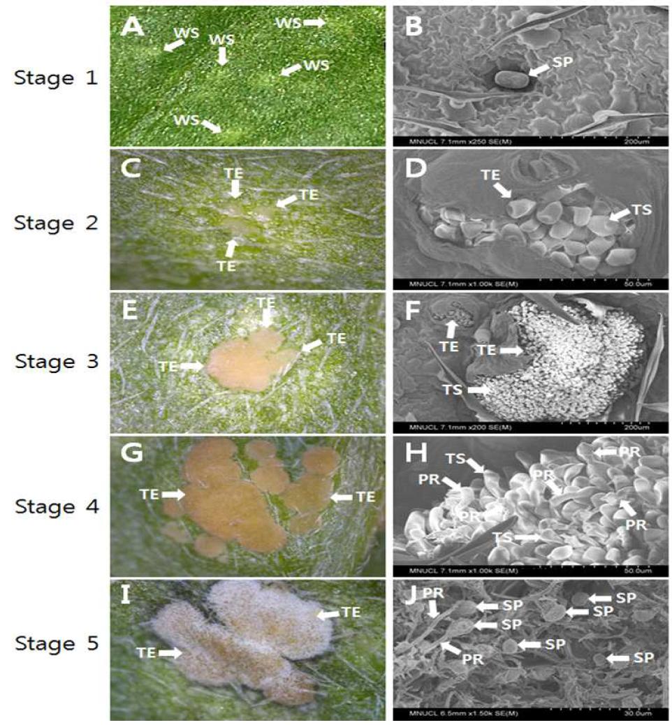 Developmental stages of white rust in chrysanthemum ‘Baekma’.