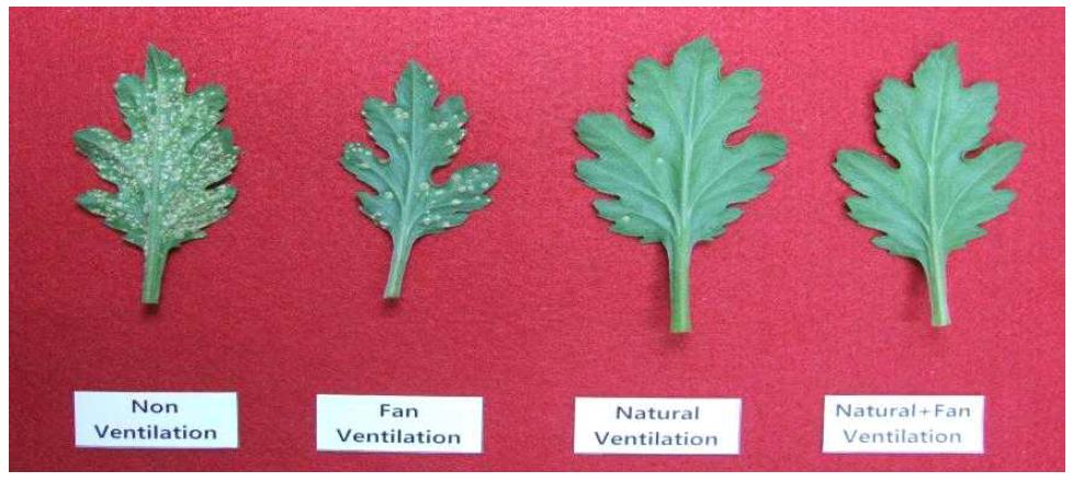 Symptoms of white rust according to humidity control by ventilation at 35 days after planting in standard chrysanthemum ‘Baekma’.