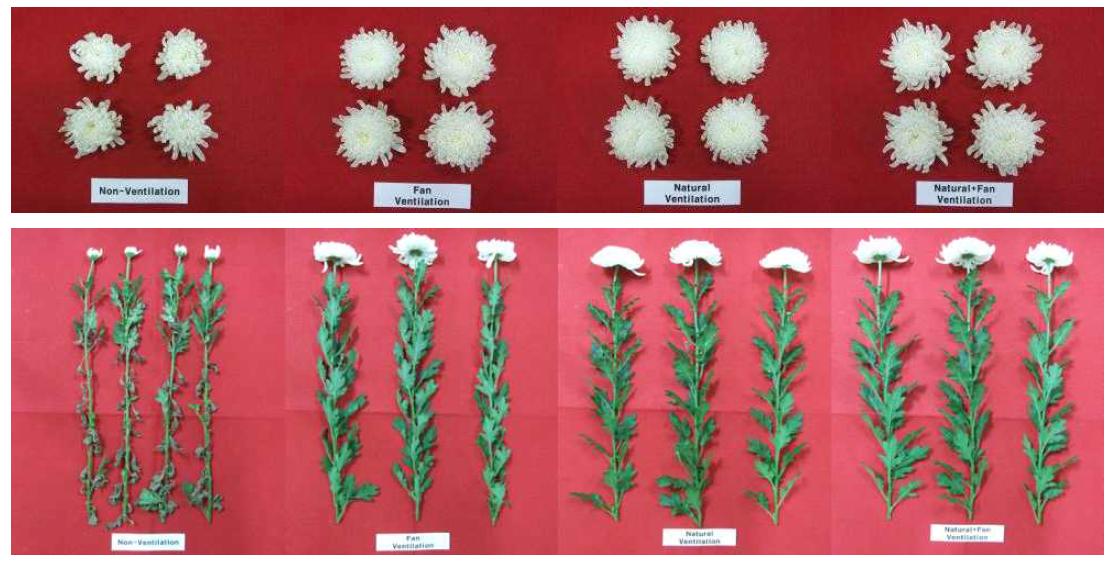Growth of cut flower according to humidity control by various ventilation treatment in standard chrysanthemum ‘Baekma’.
