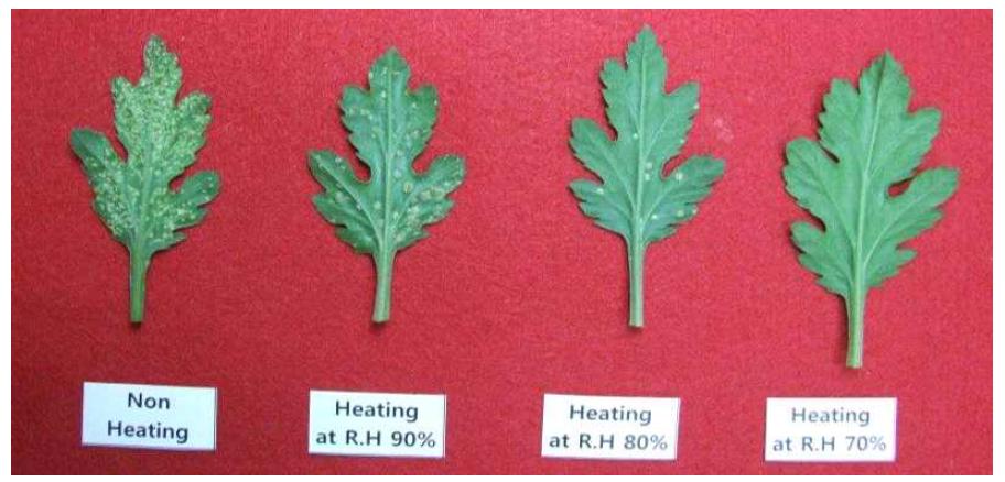 Symptoms of white rust according to humidity control by various heating treatment at 35 days after planting in standard chrysanthemum ‘Baekma’.