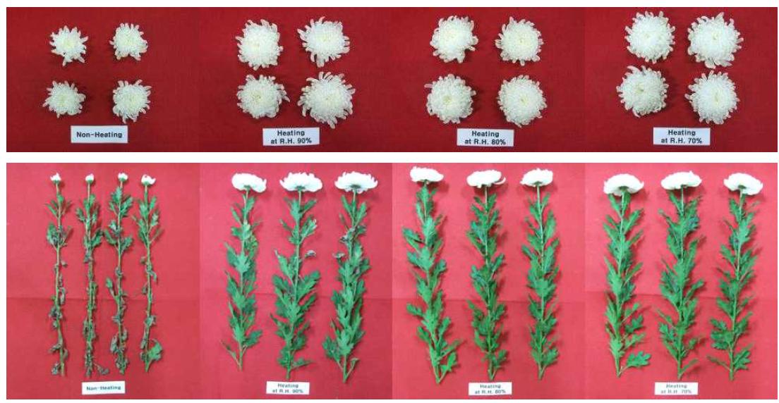 Growth of cut flower according to humidity control by various heating treatment in standard chrysanthemum ‘Baekma’.