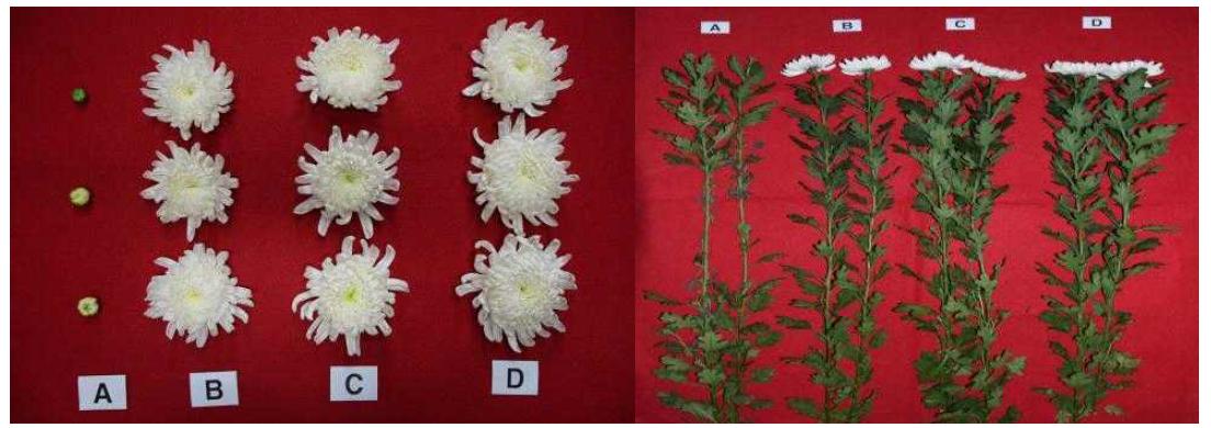 Growth of cut flower according to environmental control and agrochemical treatment at days afer planting of standard chrysanthemum ‘Baekma’.