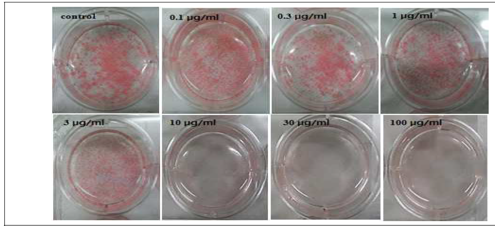 복분자 부탄올층의 농도별 oil red O staining 결과