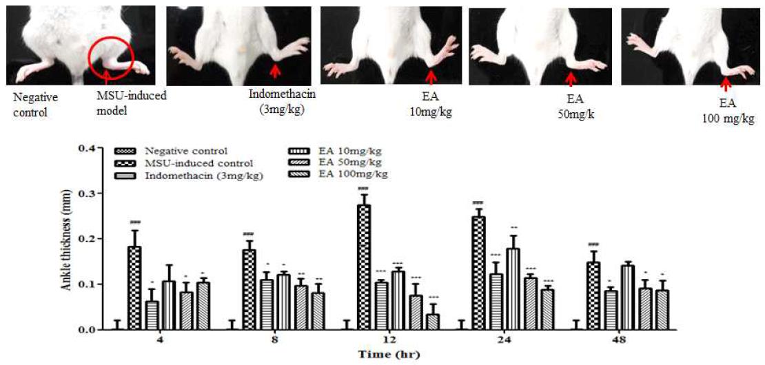 통풍성 관절염 동물모델에서 ankle thickness 측정결과