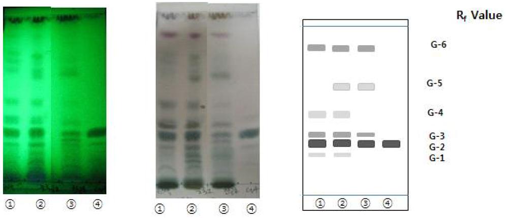 원산지별 (한국, 중국, 우즈베키스탄) 감초의 50% 에탄올 추출물과 표준물질(glycyrrhizinic acid)의 TLC 크로마토그램. 이동상 용매 조건