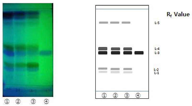 원산지별 (한국, 중국, 우즈베키스탄) 감초 에틸 아세테이트 분획과 표준물질(liquiritin)의 TLC 크로마토그램. 이동상 용매 조건