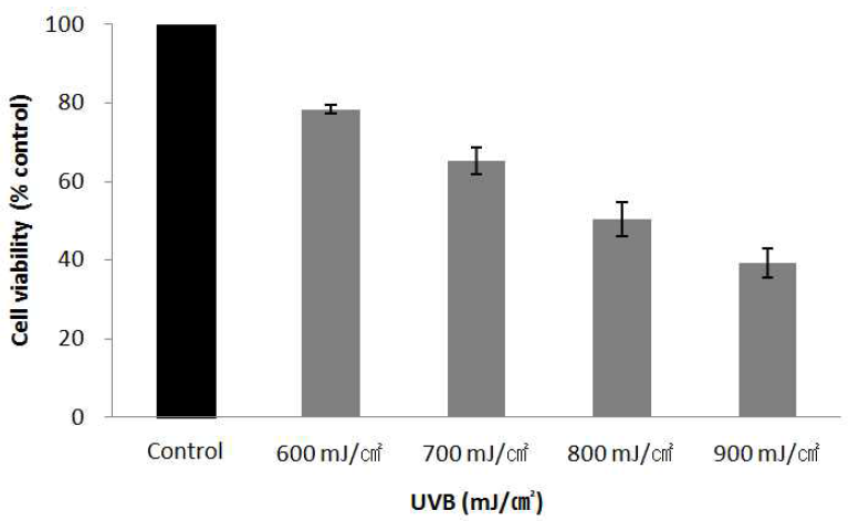 UVB의 조사로 유도된 HaCaT 세포의 손상에 대한 세포생존율(UVB의 조사량 : 600, 700, 800, 900 mJ/㎠)