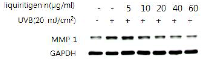 liquiritigenin의 농도별(5, 10, 20, 40, 60 μM) MMP-1발현