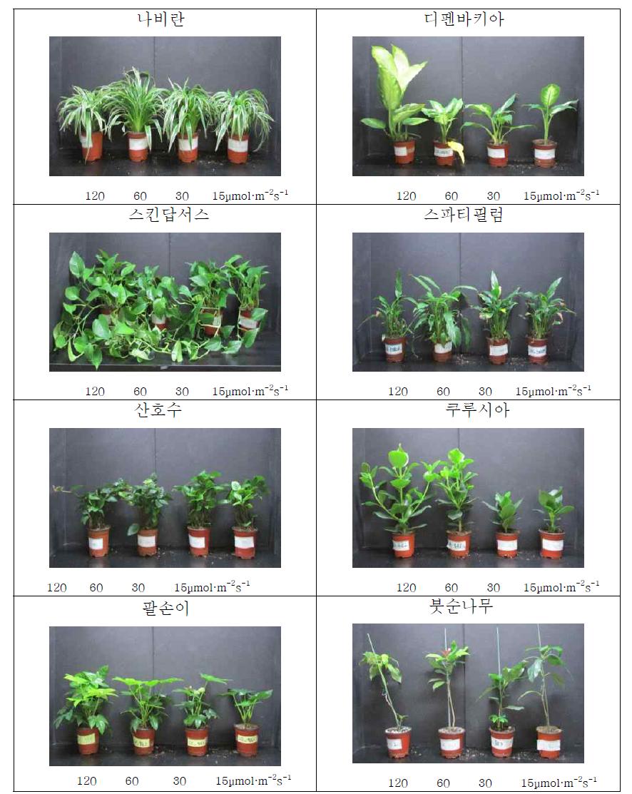 광 조건에 따른 식물의 생육변화
