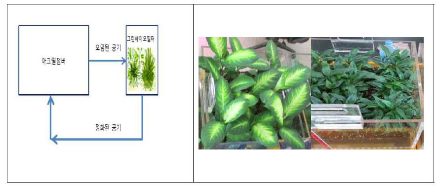 광 도입을 위한 Bio-filteration 실험 모식도(좌) 및 식물필터(우)