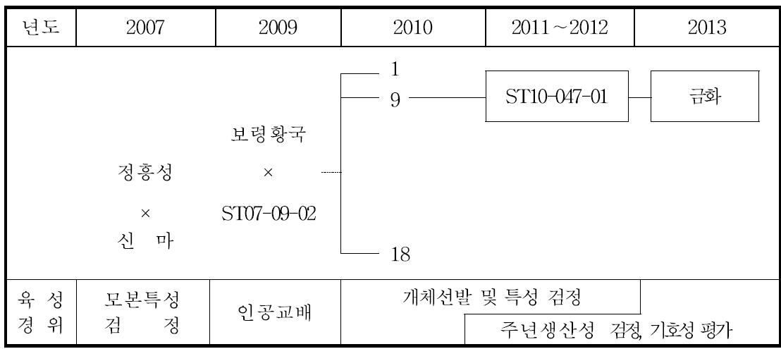 ‘금화’ 품종 육성계보도