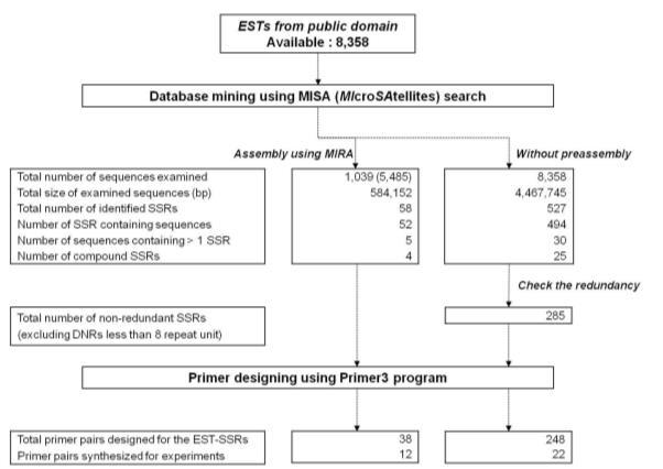 Scheme used for database mining and development of microsatellite markers from chrysanthemum EST.