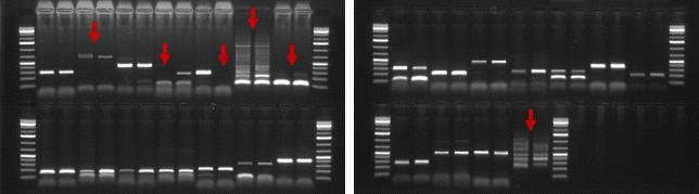 Amplification and band patterns of modified SSR markers in two chrysanthemum cultivars, ‘Dancer’ and ‘Puma White’, on 1% of agarose gel.