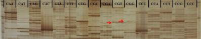 BSA-AFLP analysis with EcoRI+ATA and 16 different MseI+CNN primer combinations. Red arrows indicate the selected ones as ‘Puma White’ specific bands.