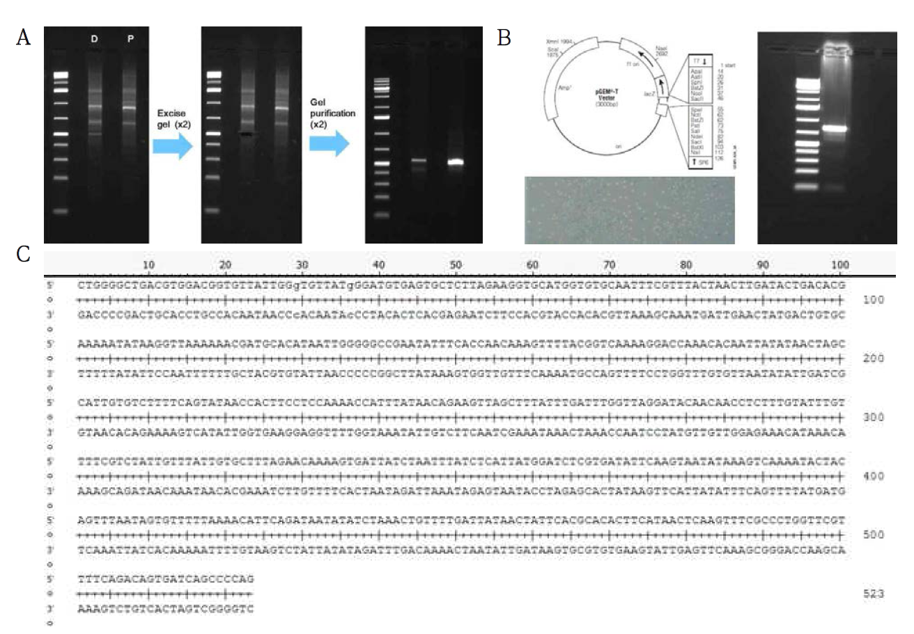 OPI-13520 마커의 DNA 정제(A) 및 유전자 클로닝(B), 염기서열 분석(C)