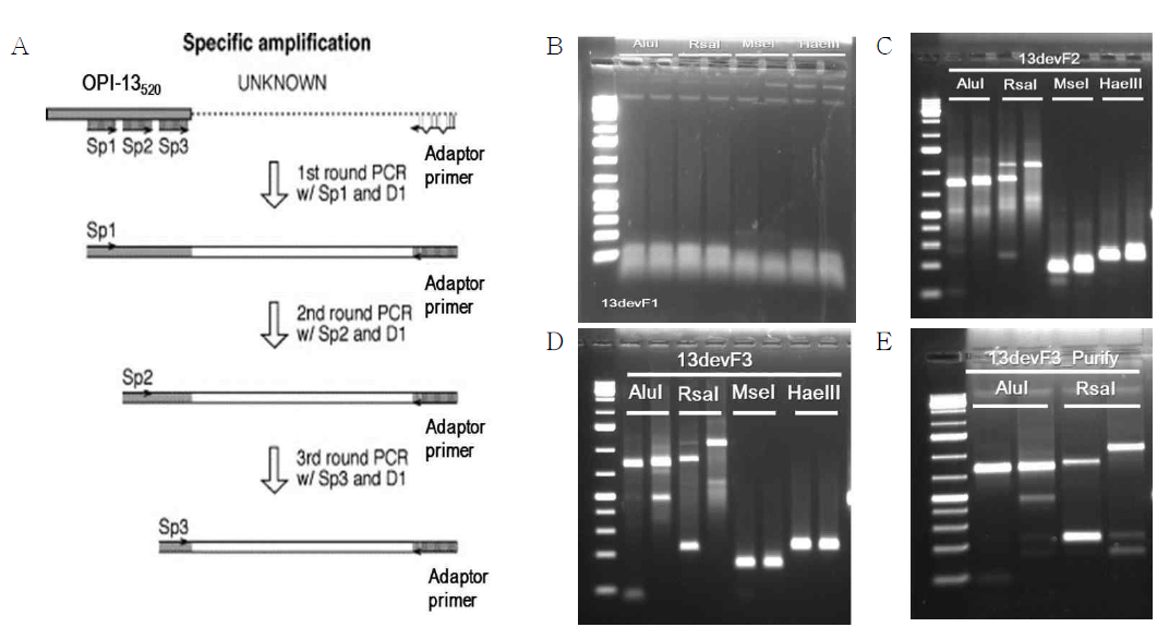 Chromosome walking의 실험 과정 모식도(A)와 1차 PCR (B), 2차 PCR (C), 3차 PCR (D) 후 전기영동 양상 및 3차 PCR 산물의 정제 후 re-PCR 전기영동 양상.