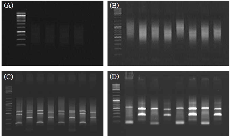 (A), Dancer와 Puma White 품종의 AluI과 RsaI restriction library; (B), First PCR; (C), Second PCR; (D), Third PCR.