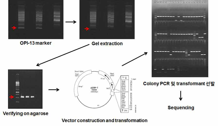 OPI-13520 RAPD 마커의 유전자 클로닝 과정