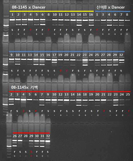 ‘08-1145’ x ‘Dancer’ 14계통, ‘신마II’ x ‘Dancer’ 25계통, ‘08-1145’ x ‘기백’ 27계통 등 66계통에 대한 SCAR 마커의 증폭 양상 및 흰녹병 저항성과의 상관관계