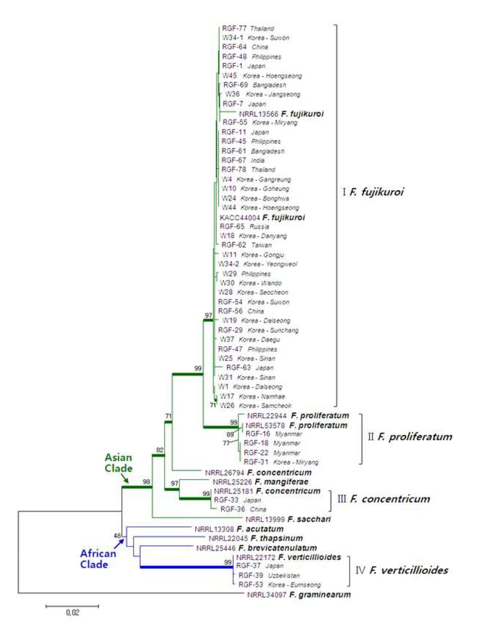 Translation elongation factor-1α, β-tubulin, histone H3 부분염기서열을 이용한 벼 종자 유래 Fusarium 균의 계통도