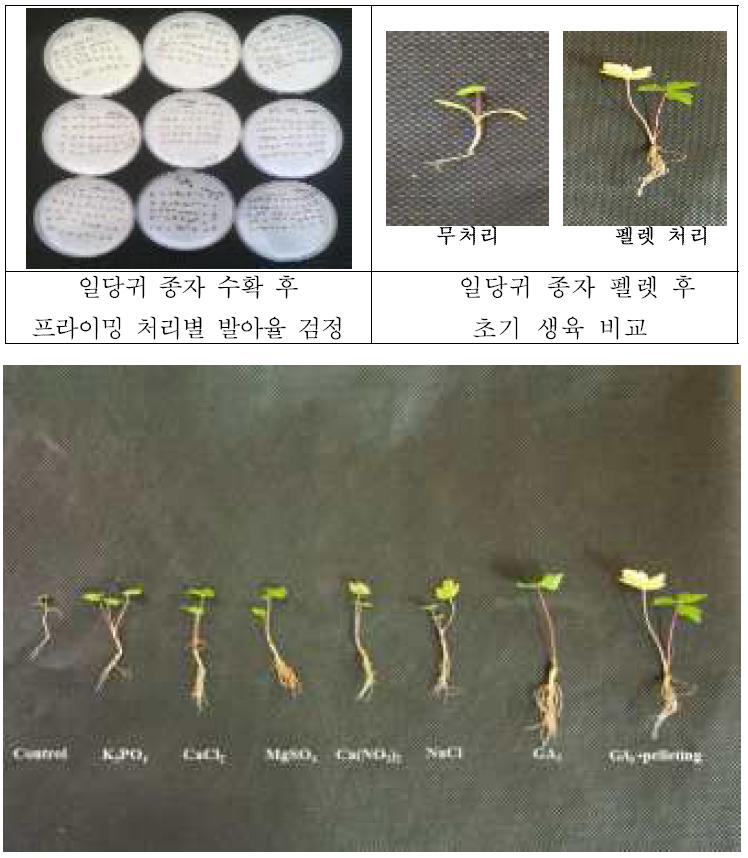 일당귀 Priming, Pellet 처리 후 발아율 및 초기생육 상태 비교